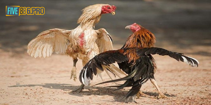 Đá Gà Cựa Dao: Hướng Dẫn Tham Gia Cho Tân Binh FIVE88